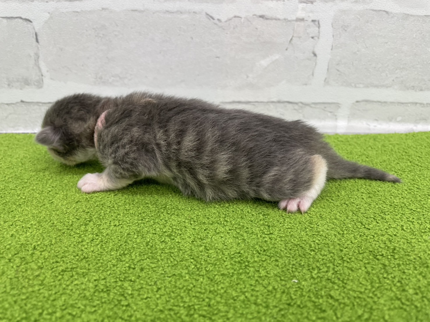 赤ちゃん写真1-2