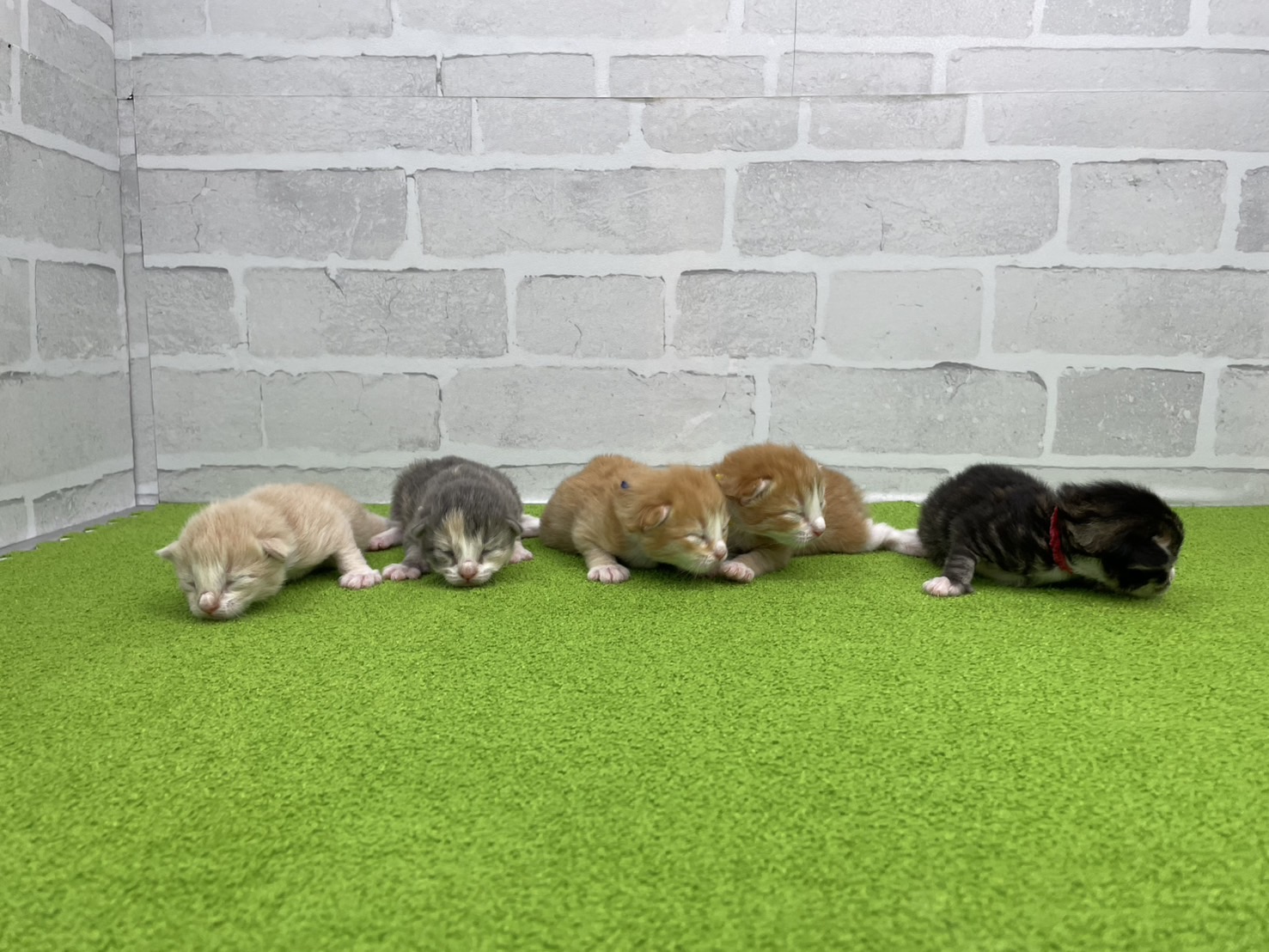 赤ちゃん写真1-3