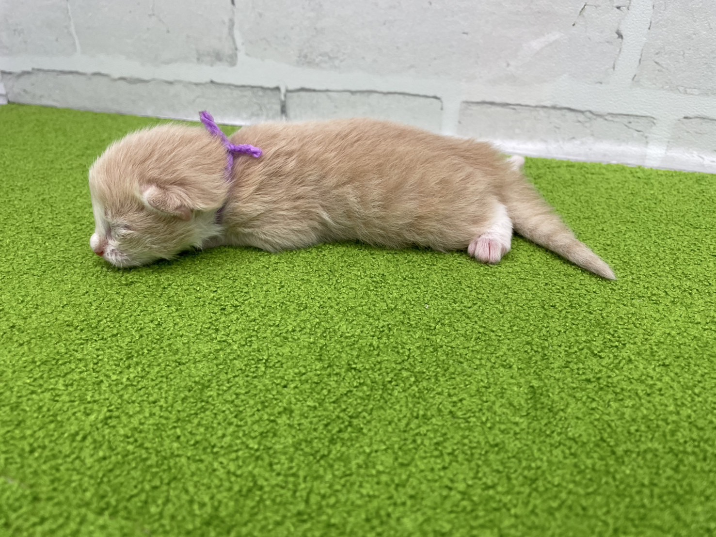 赤ちゃん写真1-2