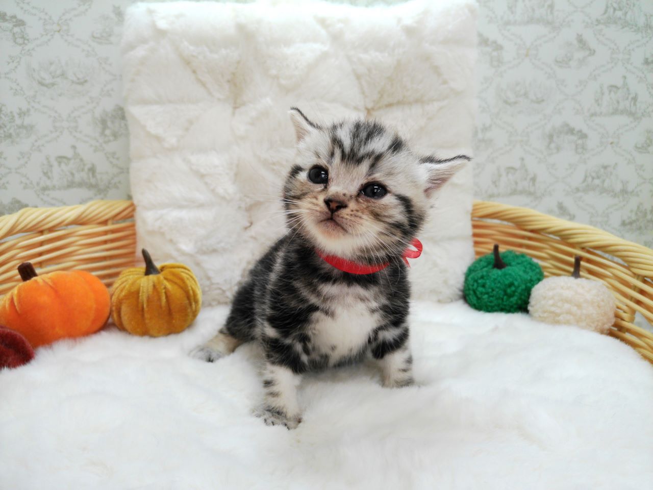 アメリカンショートヘアー