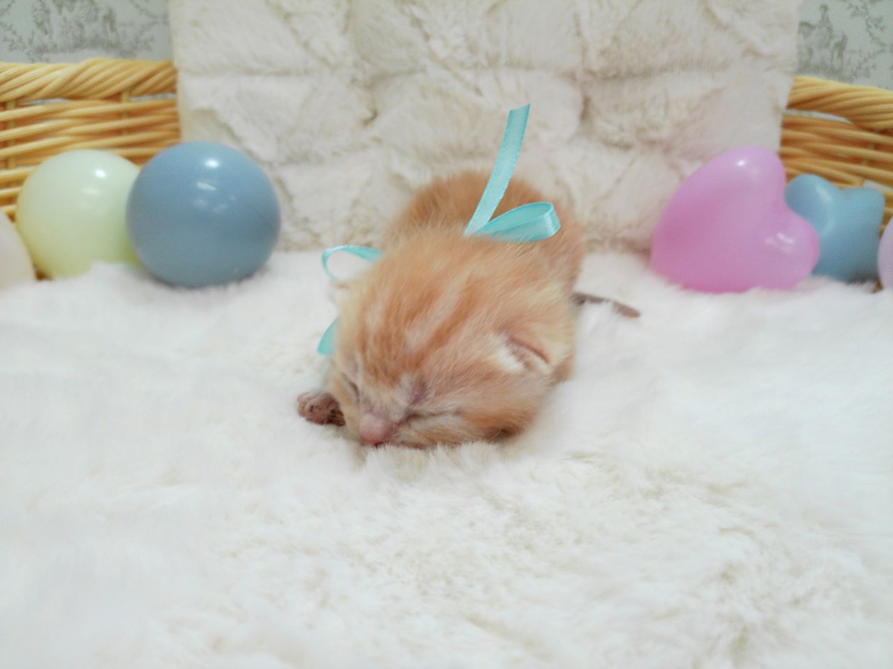 アメリカンショートヘアー