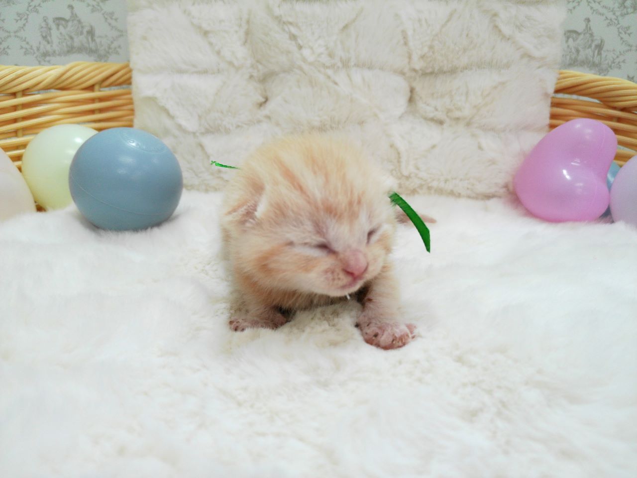 アメリカンショートヘアー