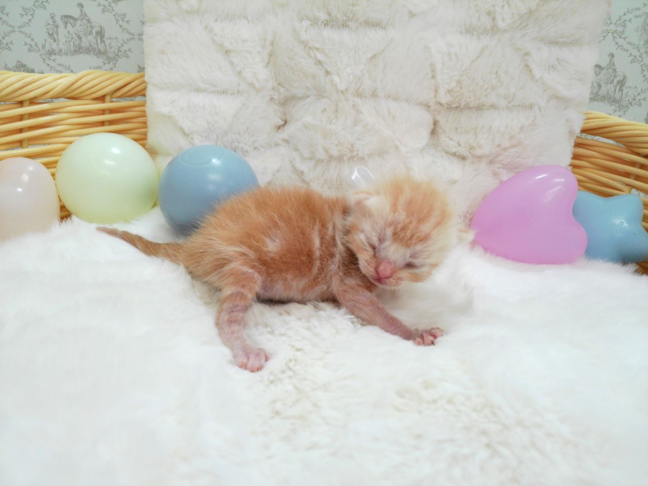 赤ちゃん写真1-2