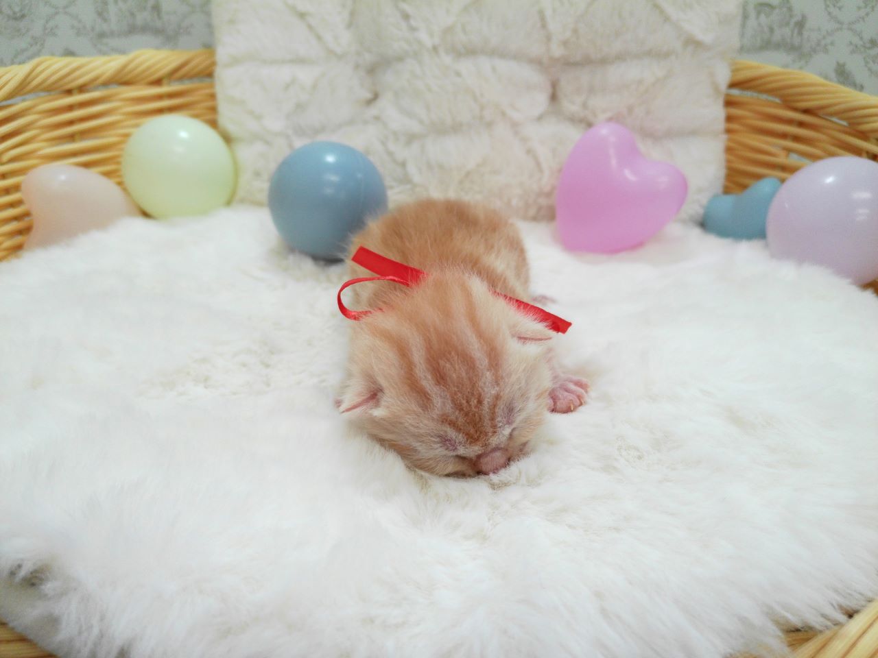 赤ちゃん写真1-1