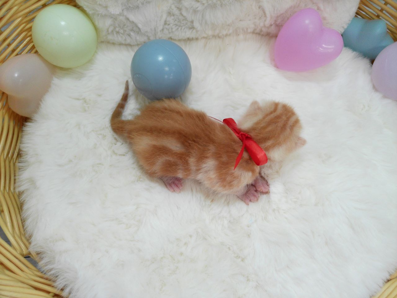 赤ちゃん写真1-3