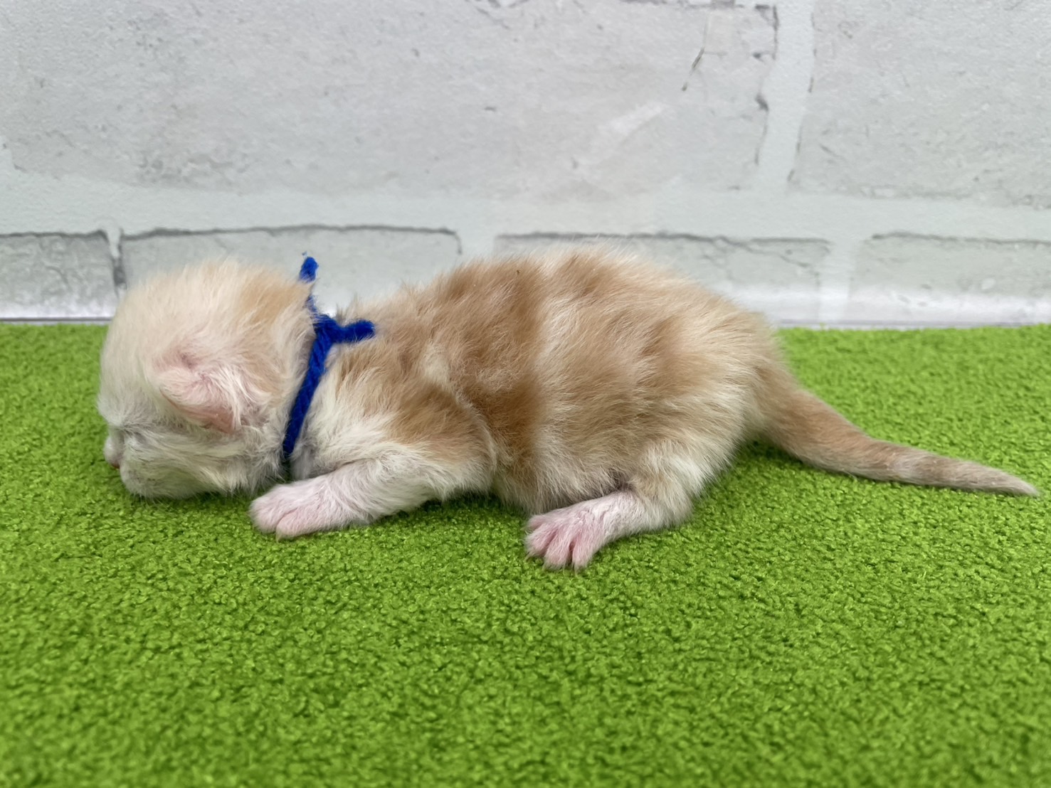 赤ちゃん写真1-2