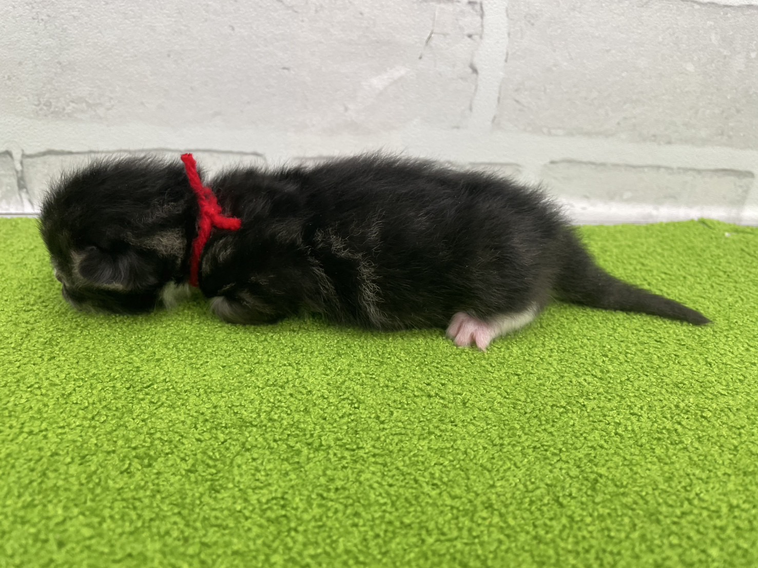 赤ちゃん写真1-2