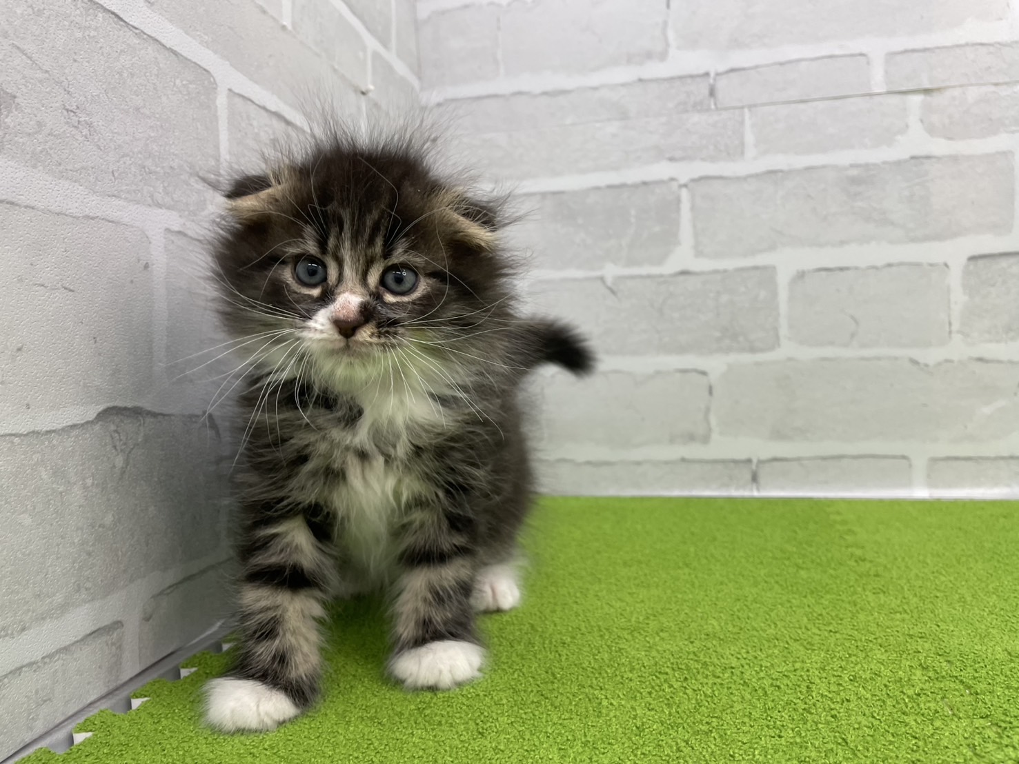 スコティッシュフォールド