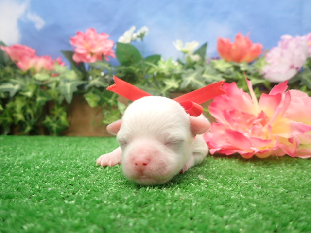 赤ちゃん写真1-1