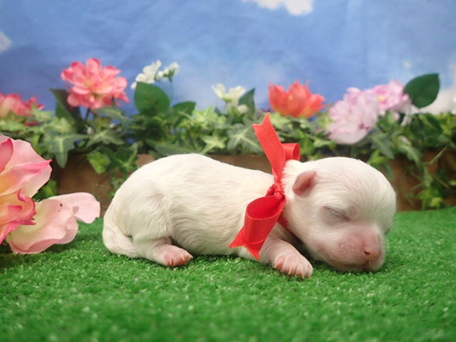 赤ちゃん写真1-2