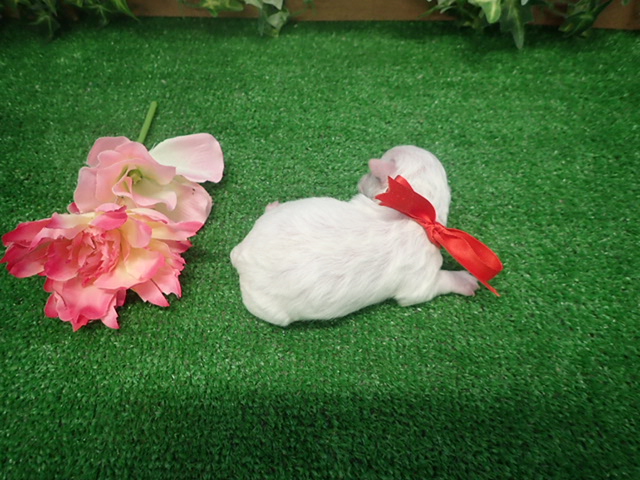 赤ちゃん写真1-3