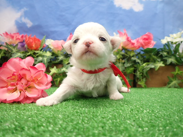 赤ちゃん写真2-1