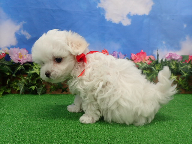 赤ちゃん写真3-2