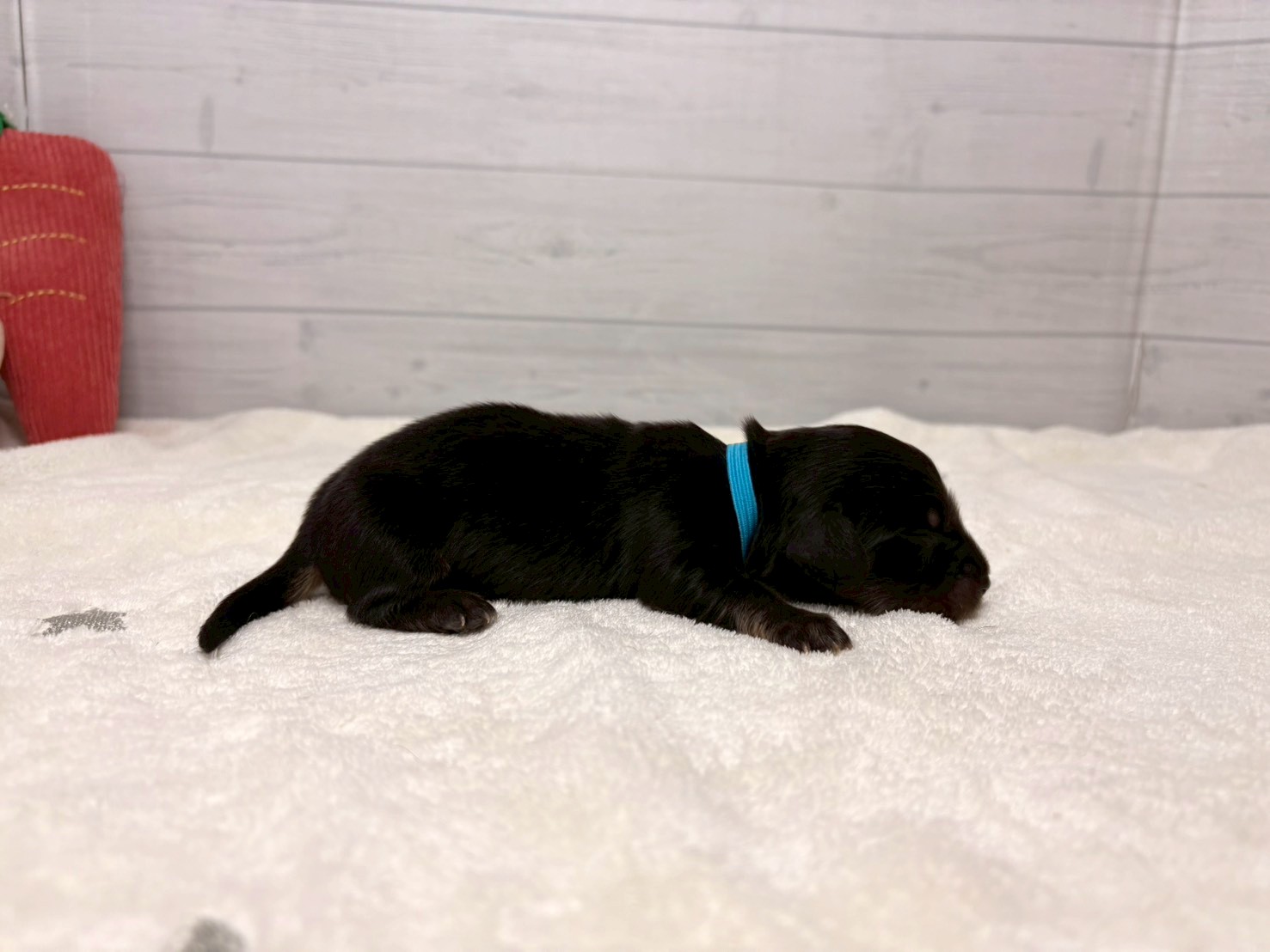 赤ちゃん写真1-2