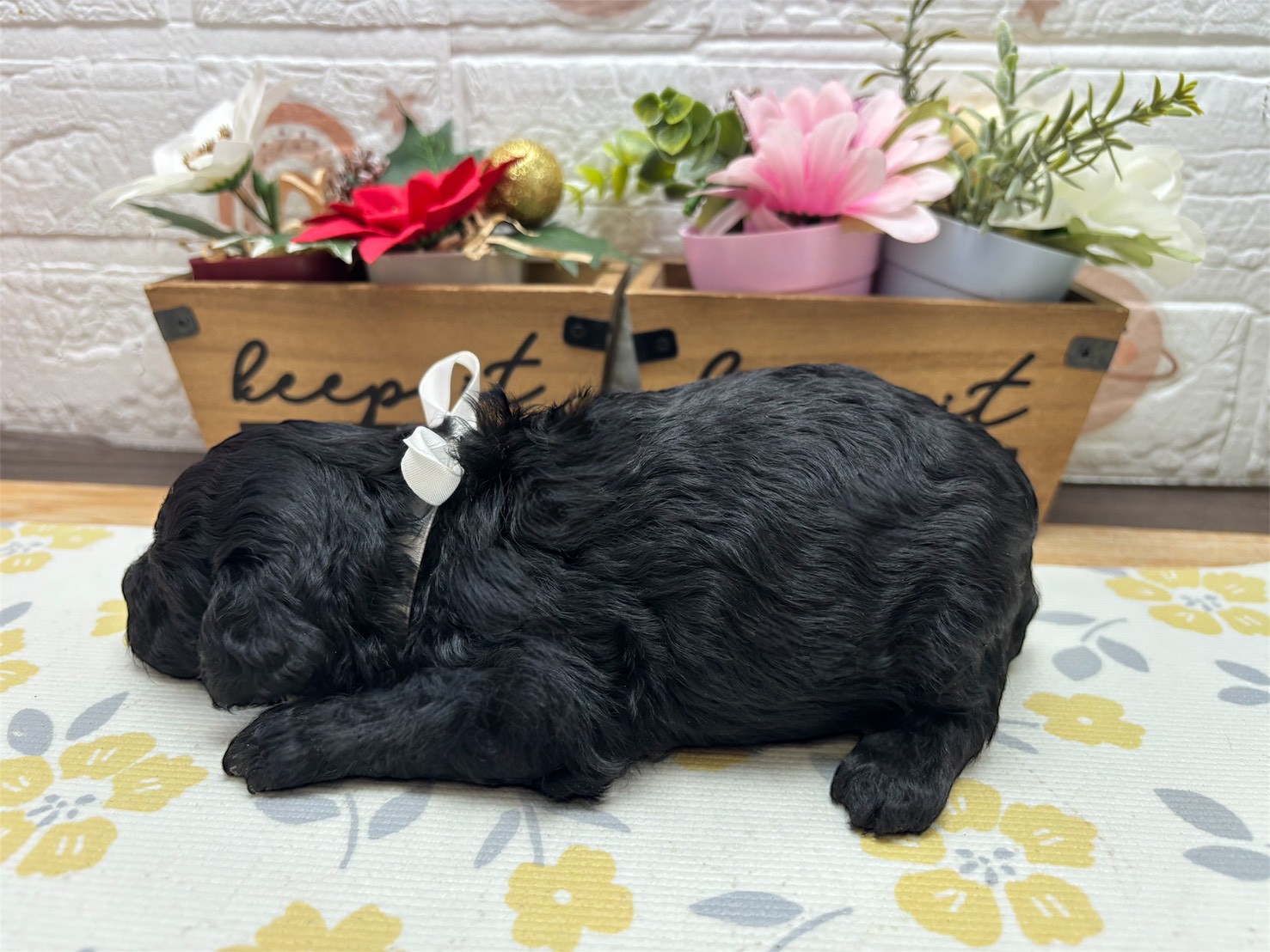 赤ちゃん写真2-2