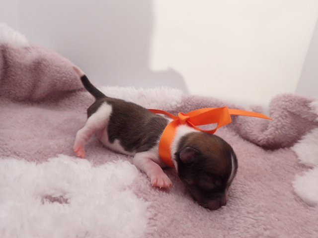 赤ちゃん写真1-2