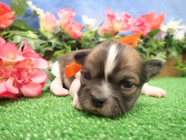 赤ちゃん写真2-1