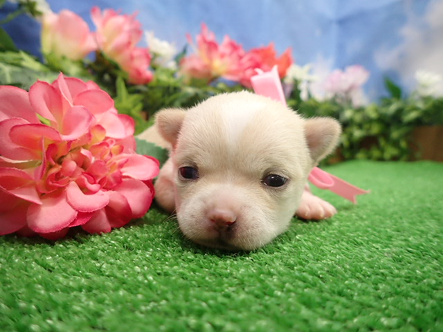 チワワ（ロングコート）