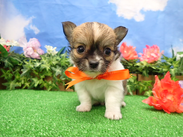 赤ちゃん写真3-1