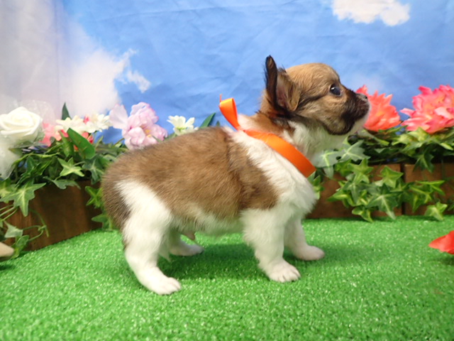 赤ちゃん写真3-2