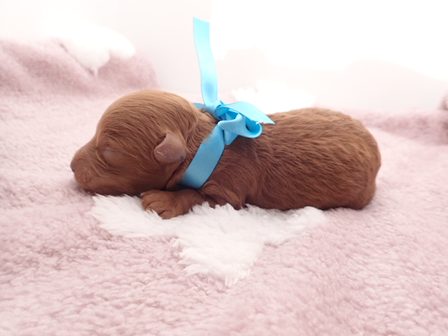 赤ちゃん写真1-2