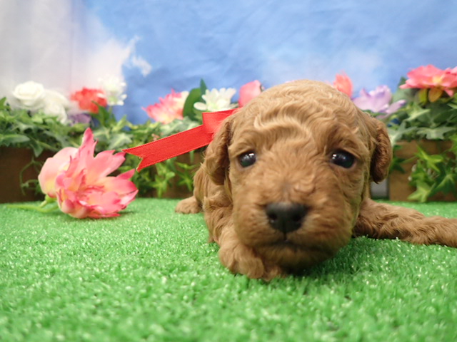 赤ちゃん写真2-1