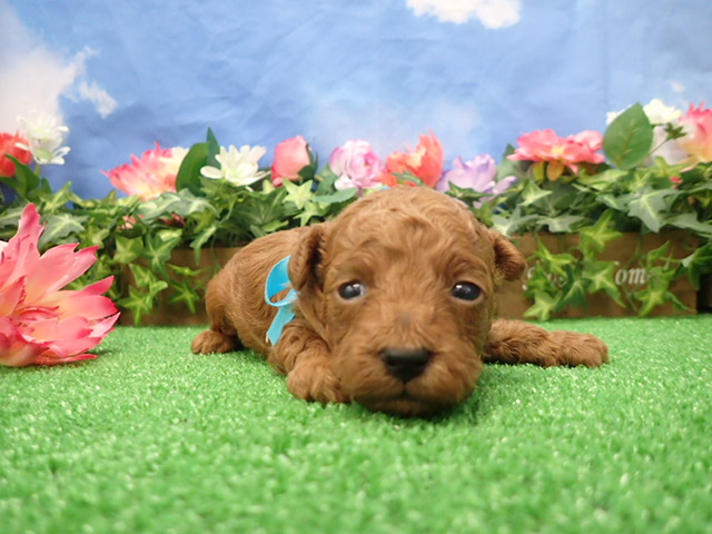 トイ・プードル