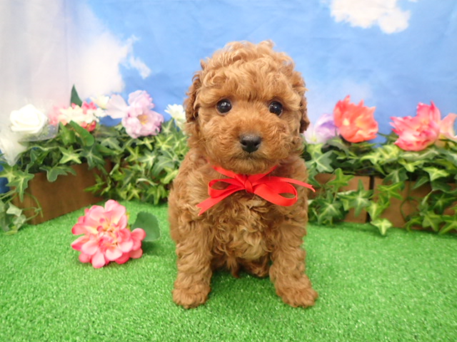 赤ちゃん写真3-1