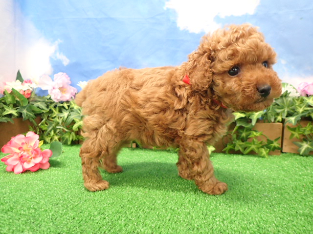 赤ちゃん写真3-2