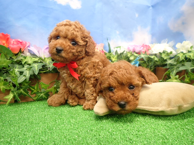 赤ちゃん写真3-3