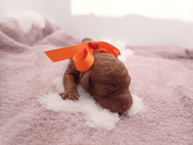 赤ちゃん写真1-1