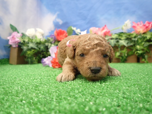 赤ちゃん写真2-1