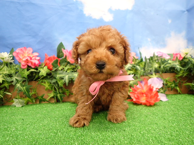 赤ちゃん写真3-1