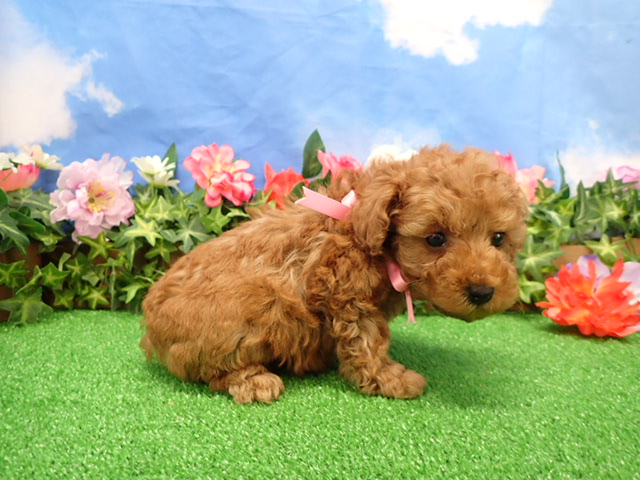 赤ちゃん写真3-2