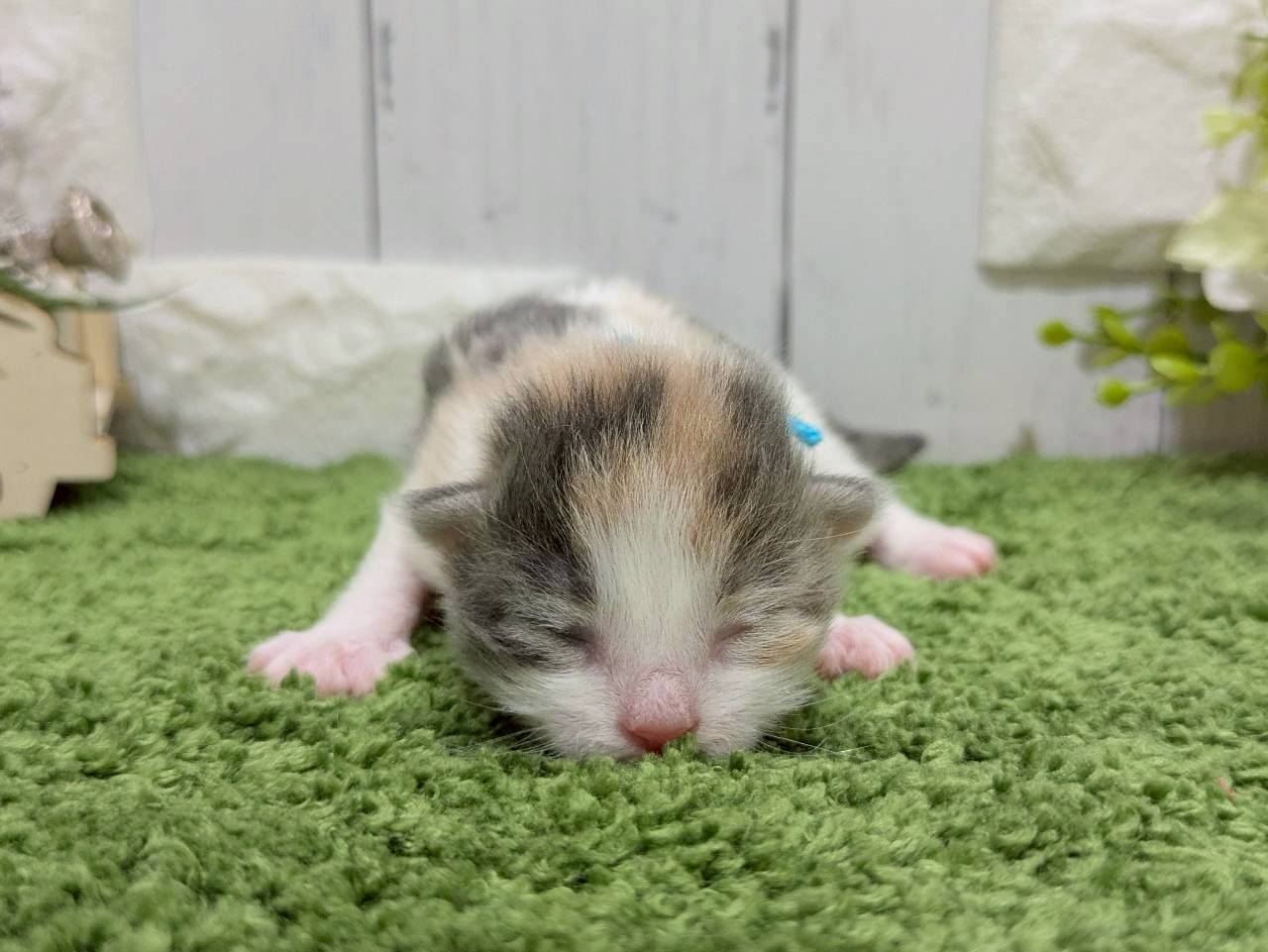 赤ちゃん写真1-1