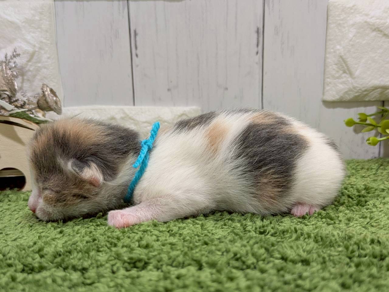 赤ちゃん写真1-2