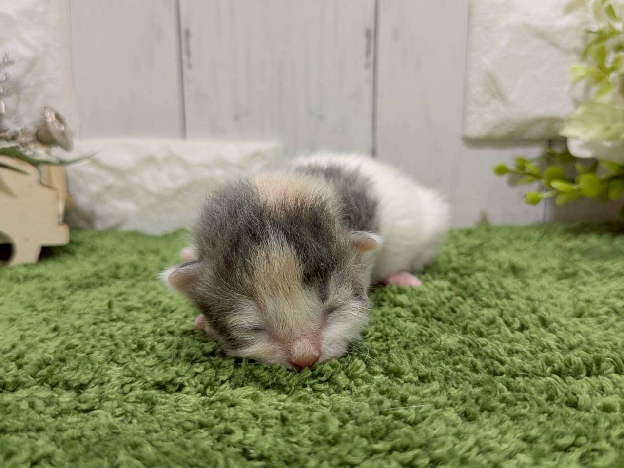 赤ちゃん写真1-1