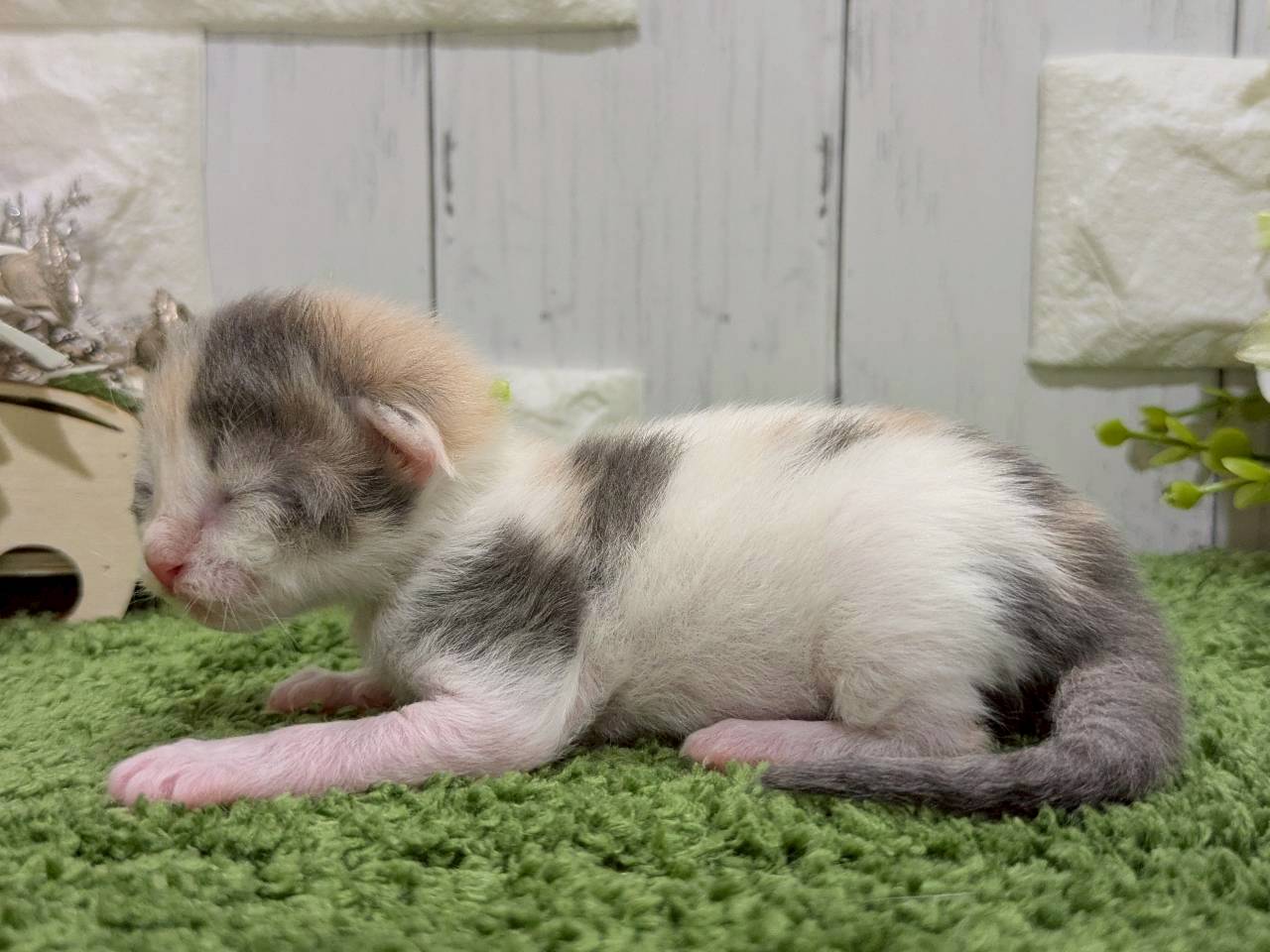 赤ちゃん写真1-2