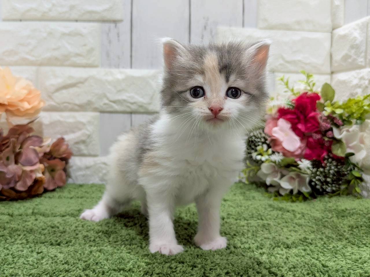 ノルウェージャン・フォレストキャット