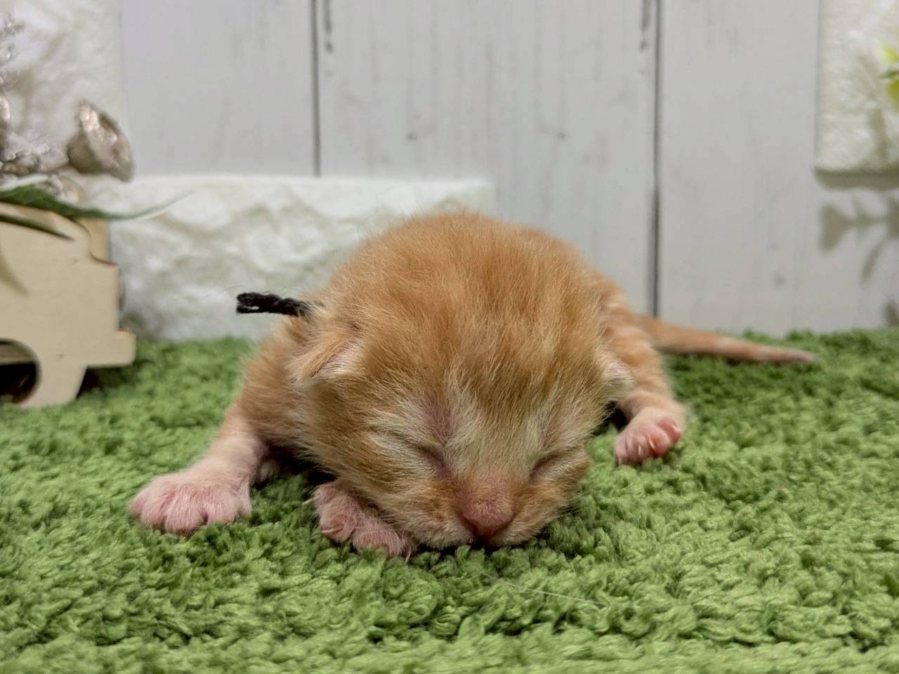 赤ちゃん写真1-1