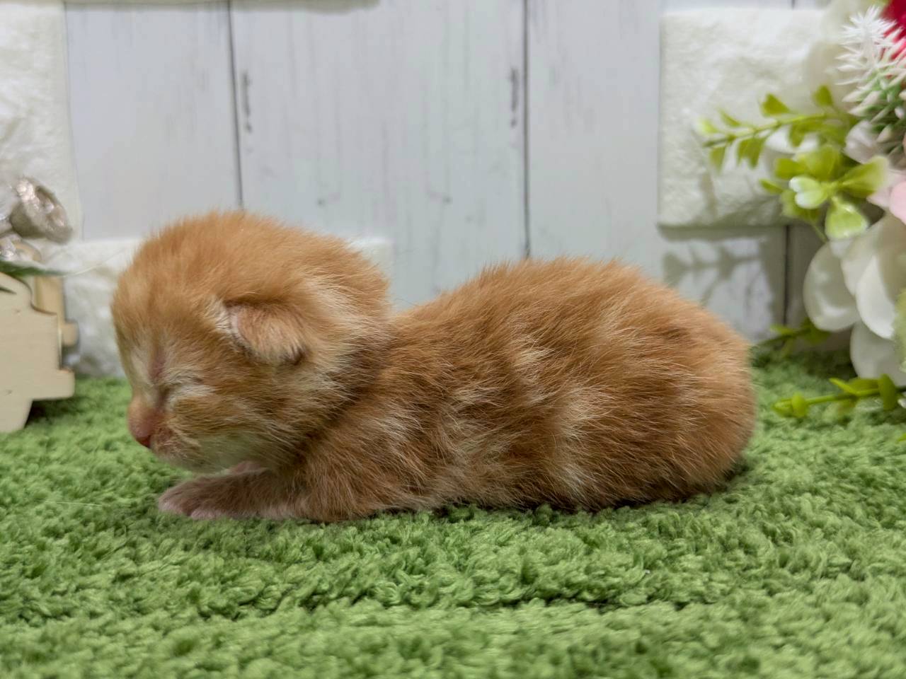 赤ちゃん写真1-2