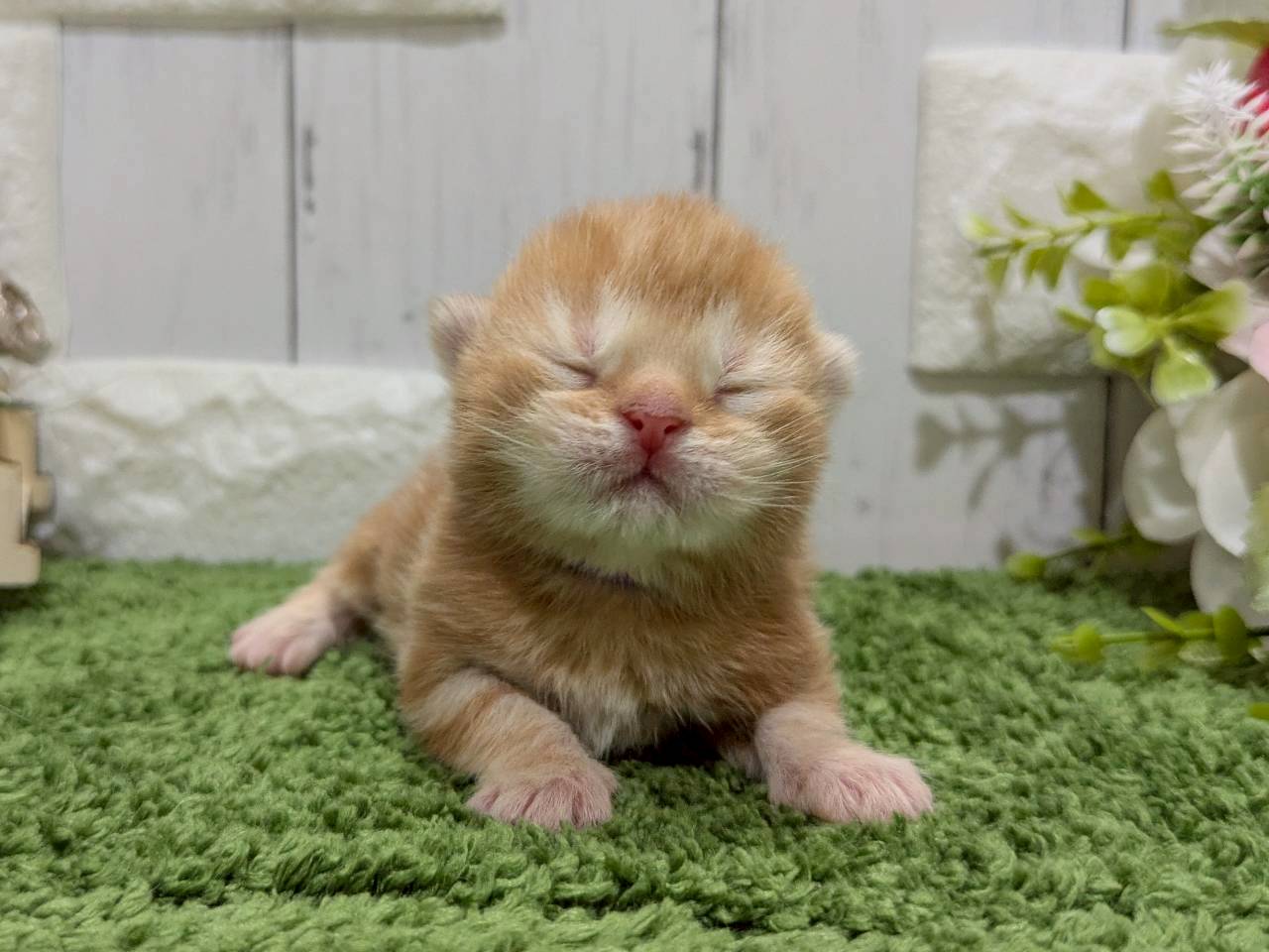 スコティッシュフォールド