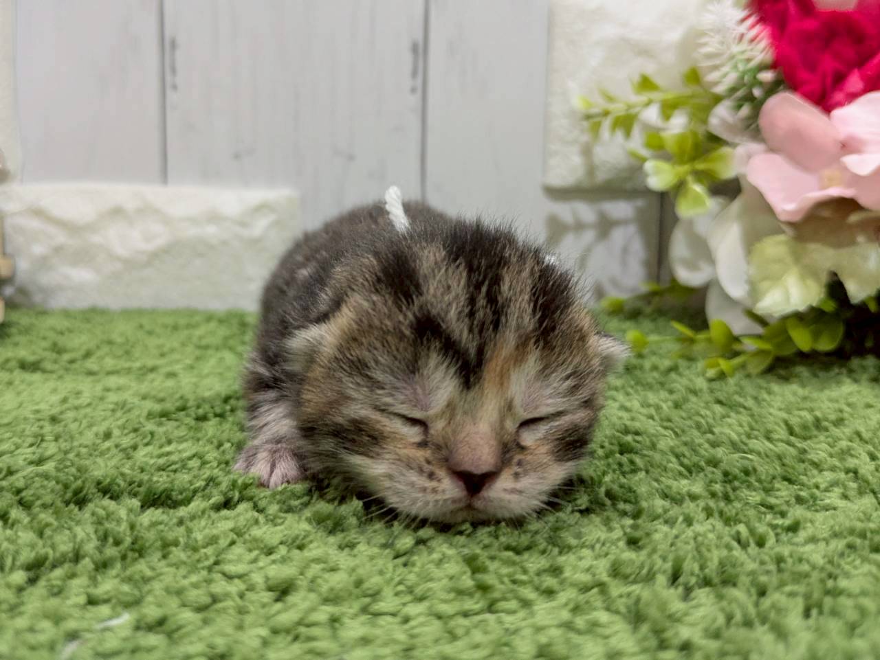 赤ちゃん写真1-1