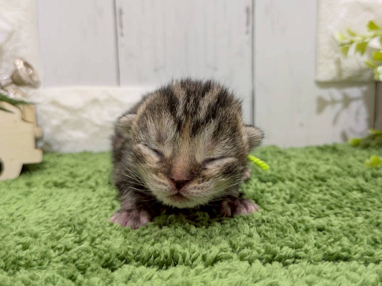 赤ちゃん写真1-1