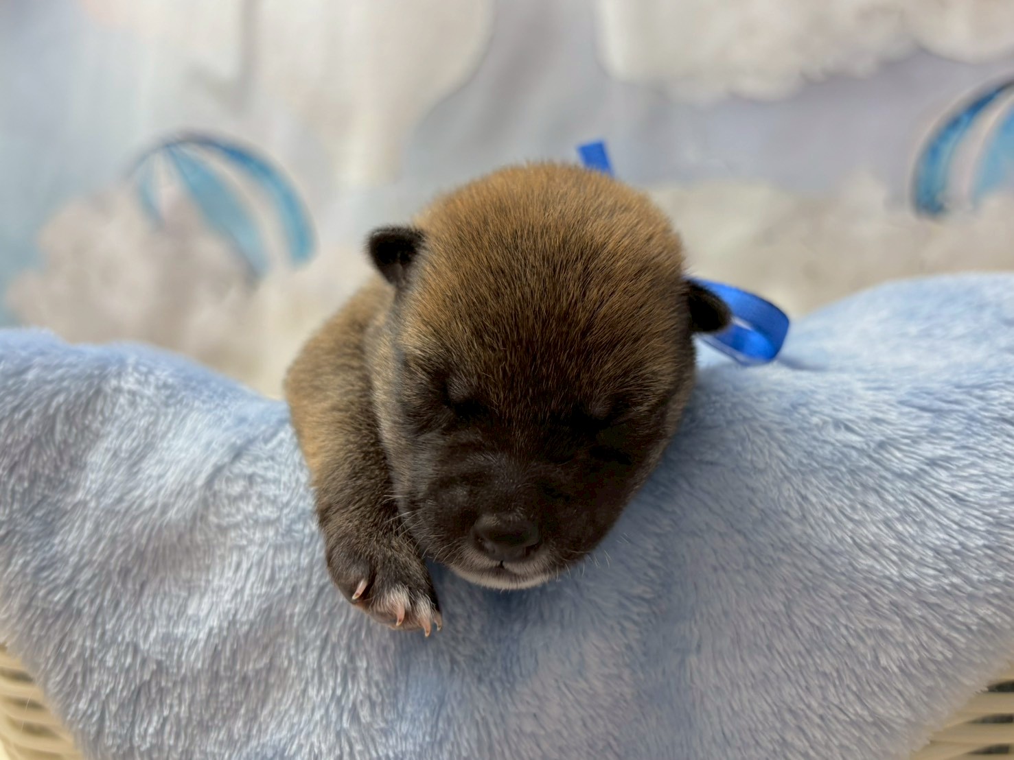 赤ちゃん写真1-1