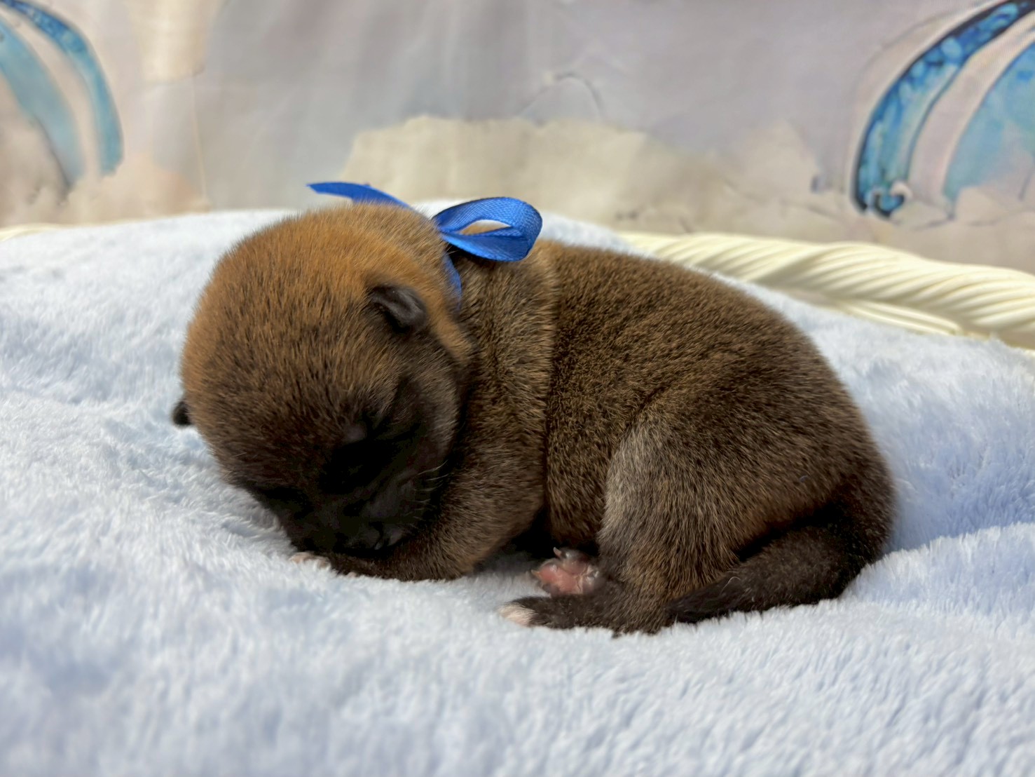 赤ちゃん写真1-2