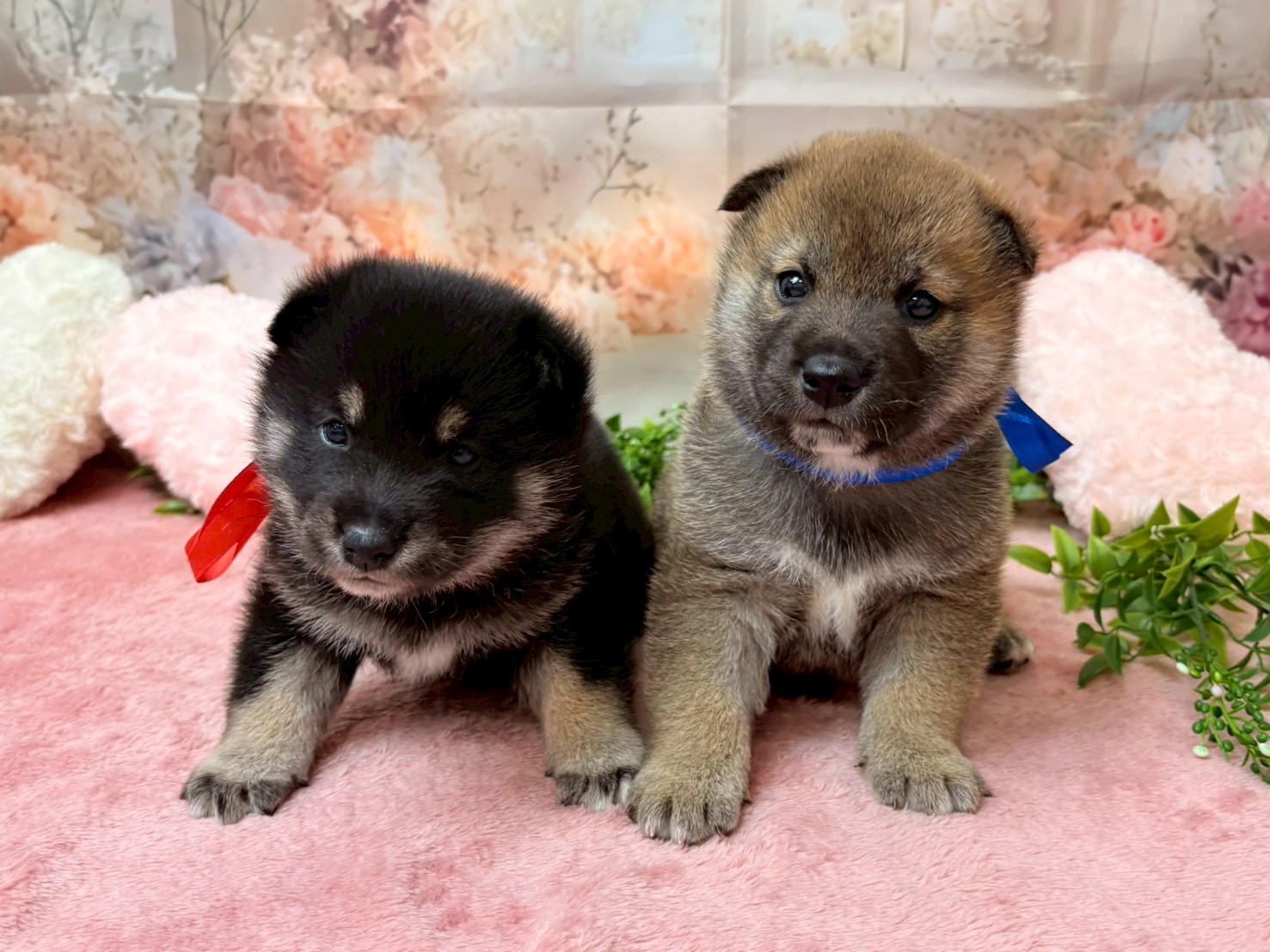 赤ちゃん写真2-3