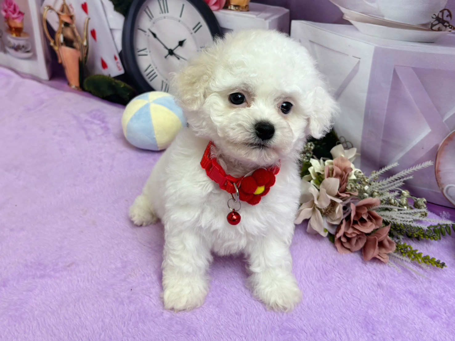 ビション・フリーゼ