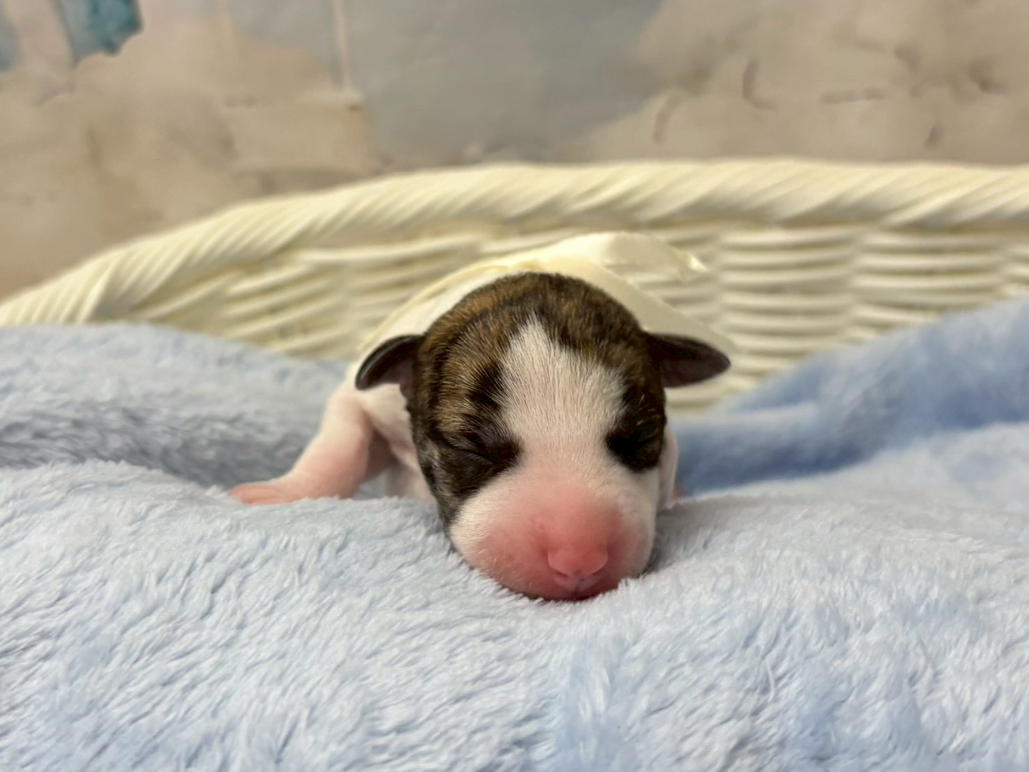 赤ちゃん写真1-1