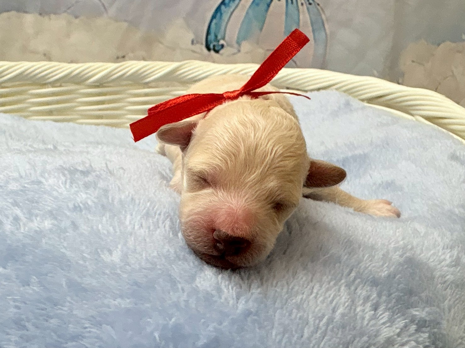 赤ちゃん写真1-1
